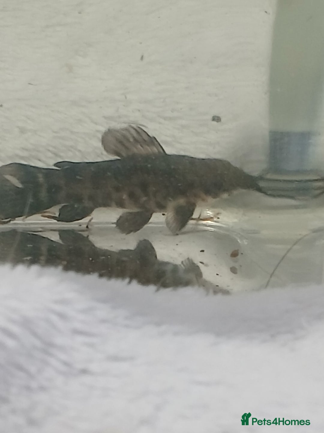 Catfish fish for sale: Hoplo Catfish needing new home - Advert 1