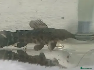 Catfish fish Hoplo Catfish needing new home - Advert 2