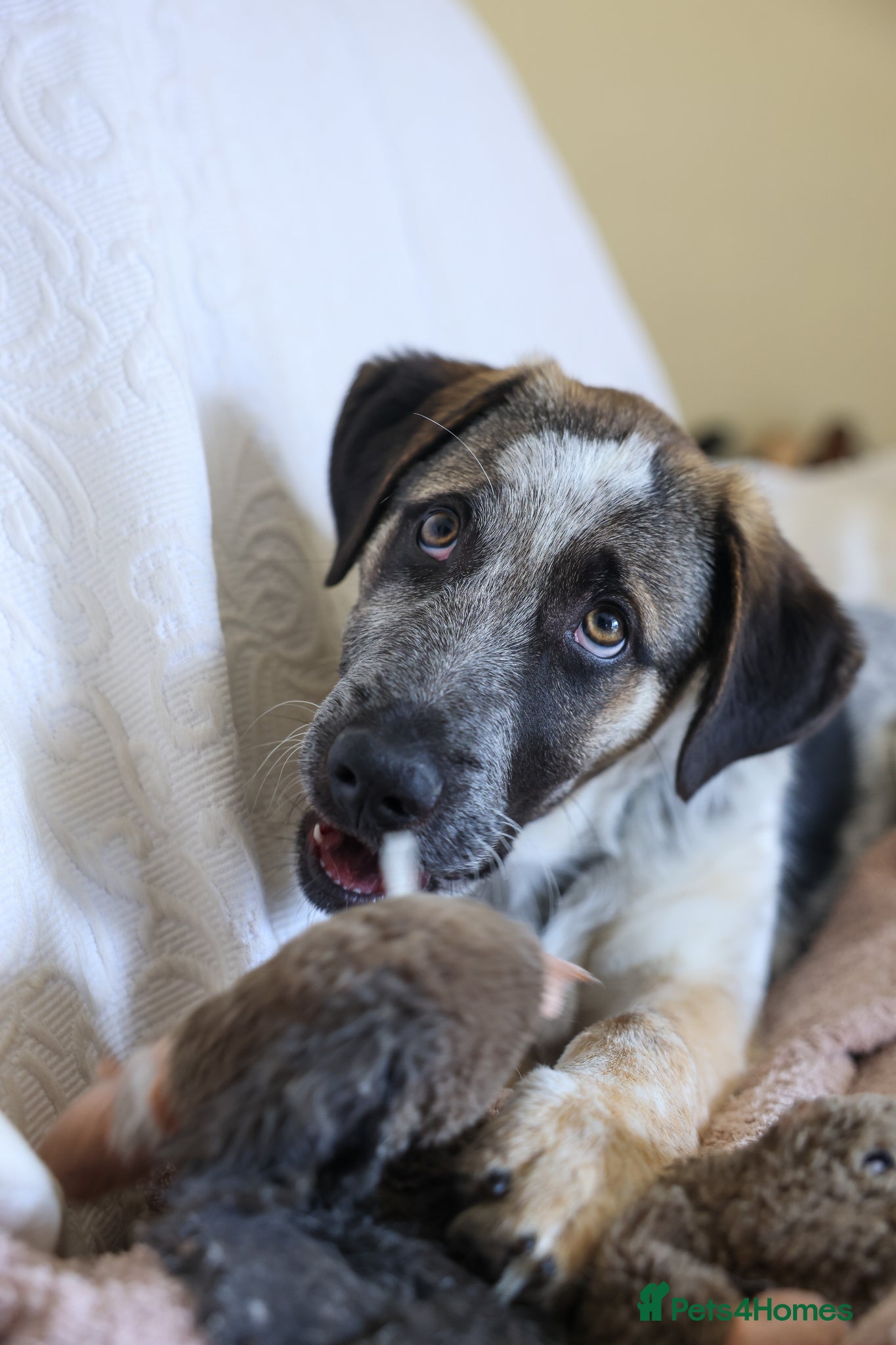 Mixed Breed dogs  Easygoing Electra - Colourful Lab type - Advert 1