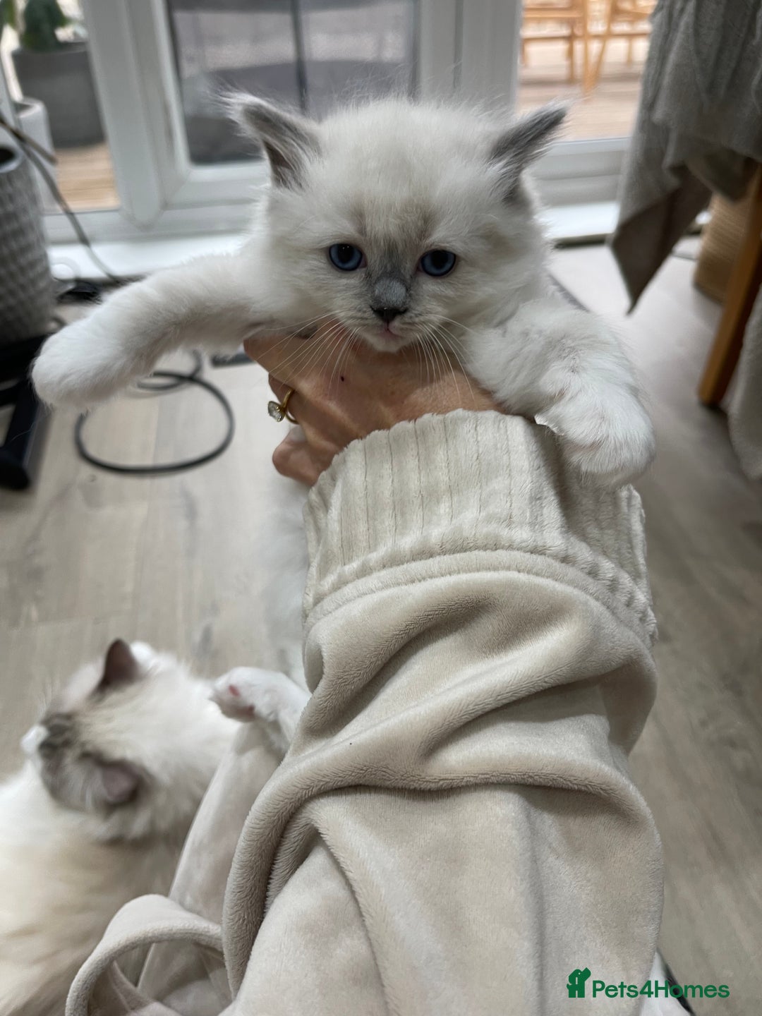 Ragdoll cats for sale: Female kitten become available! Pure Ragdoll in Derby - Image 30