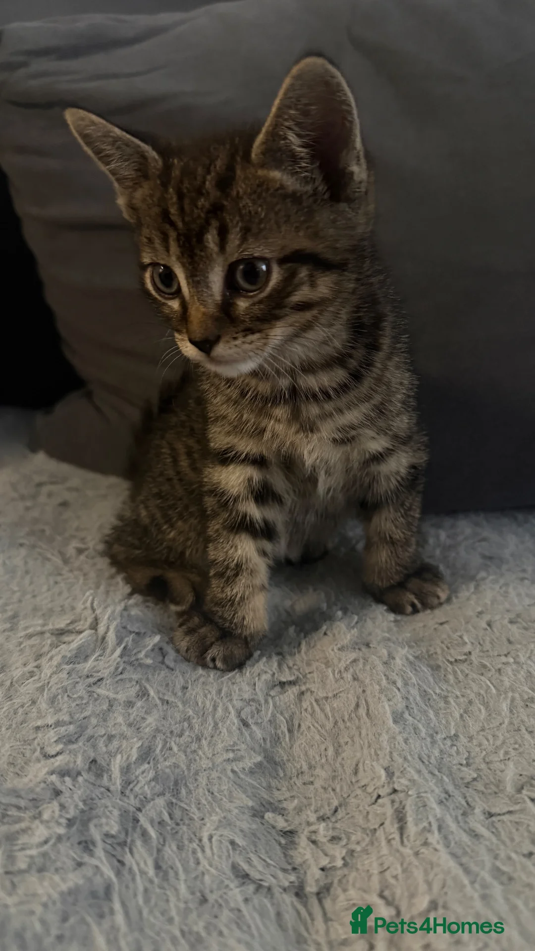 Mixed Breed cats for sale: Adorable Tabby Kitten Looking For A Loving Home in Enfield - Advert 2