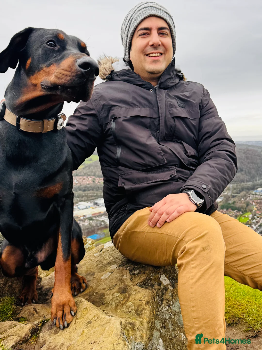 Dobermann dogs for sale: Fully Trained, KC registered Doberman - Advert 10