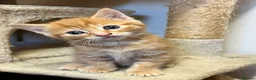Domestic Shorthair cats for sale: Four kittens looking for their forever homes  - Advert 5