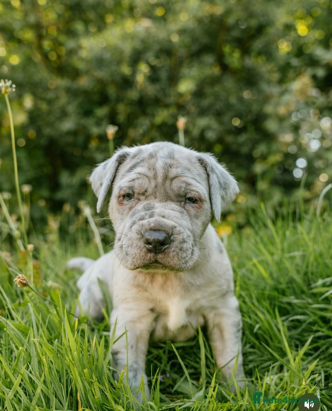 Mastiff dogs for sale: Mastiff pups  - Image 10