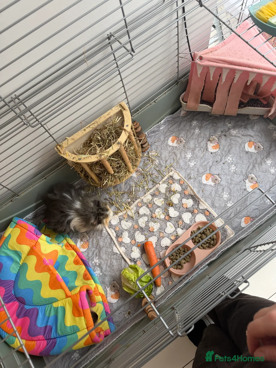 Guinea Pig rodents for sale: Two guinea pigs for sale with full set up  - Advert 5