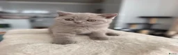 British Shorthair cats for sale: Luxury British Shorthair Kittens–Beautiful Lilac🤍 - Advert 17