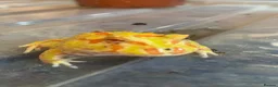 Frog reptiles for sale: Pac-Man frogs cb26  - Advert 18