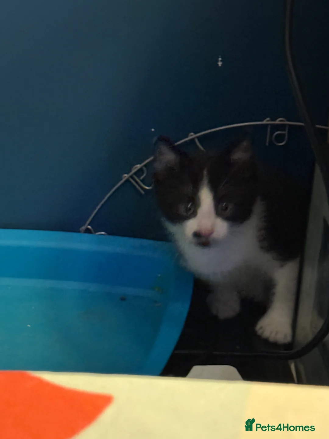 British Shorthair cats for sale: Kittens 8 weeks old boys  - Advert 6