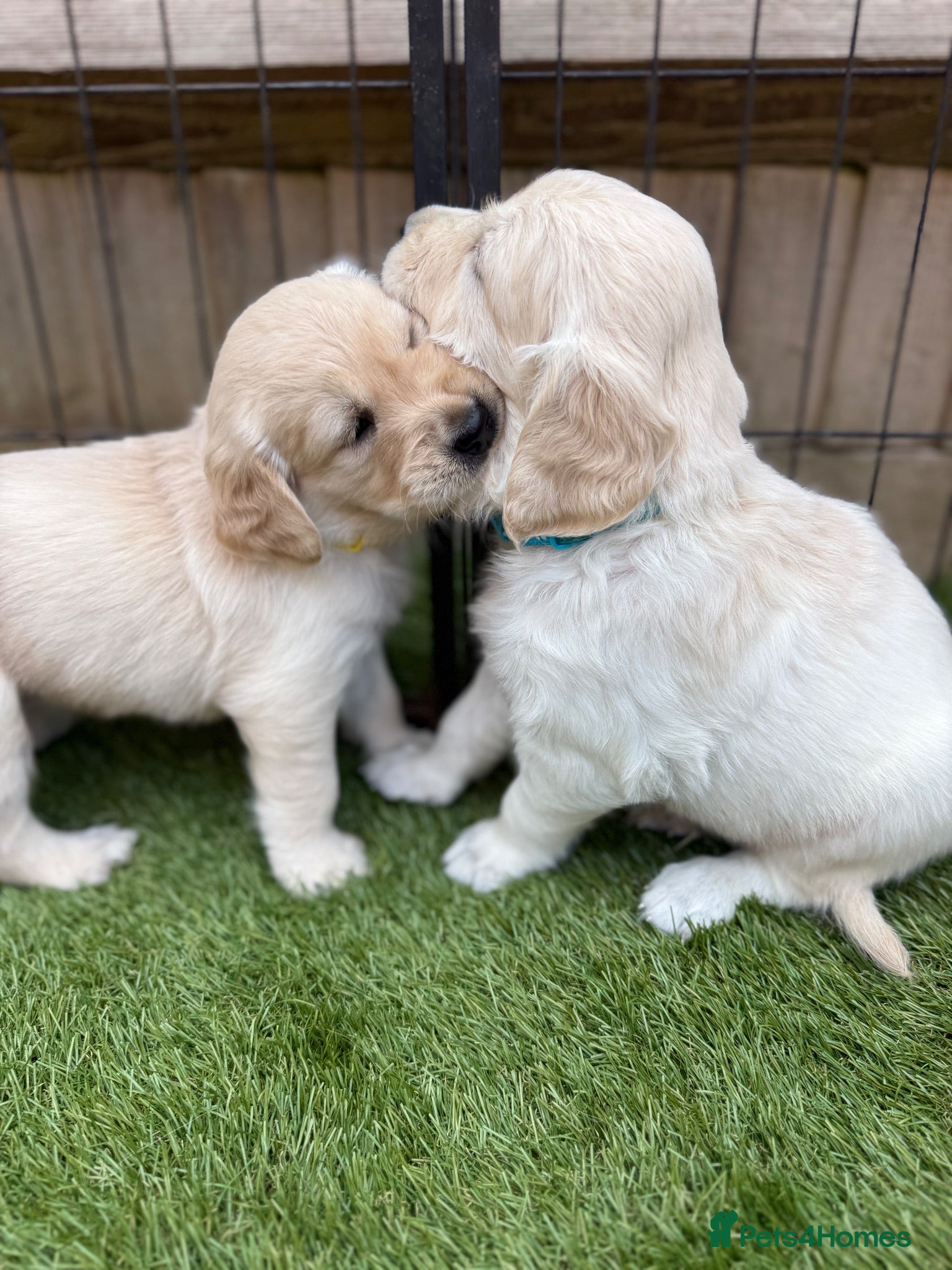 Golden Retriever dogs KC registered golden retriever puppies - Advert 1