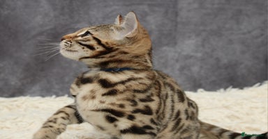 Bengal cats - Advert 5