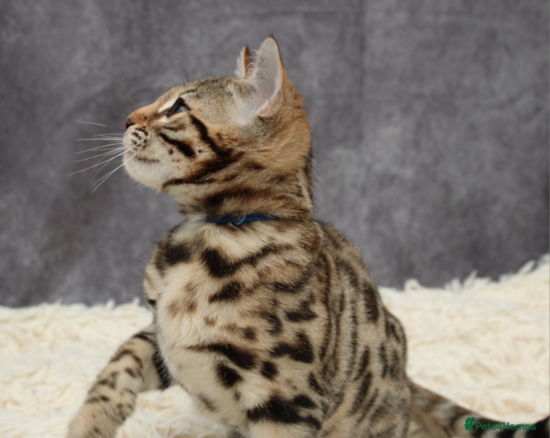 Bengal cats for sale: 🔥Stunning Bengal Kittens last little girl left 🔥 - Image 3