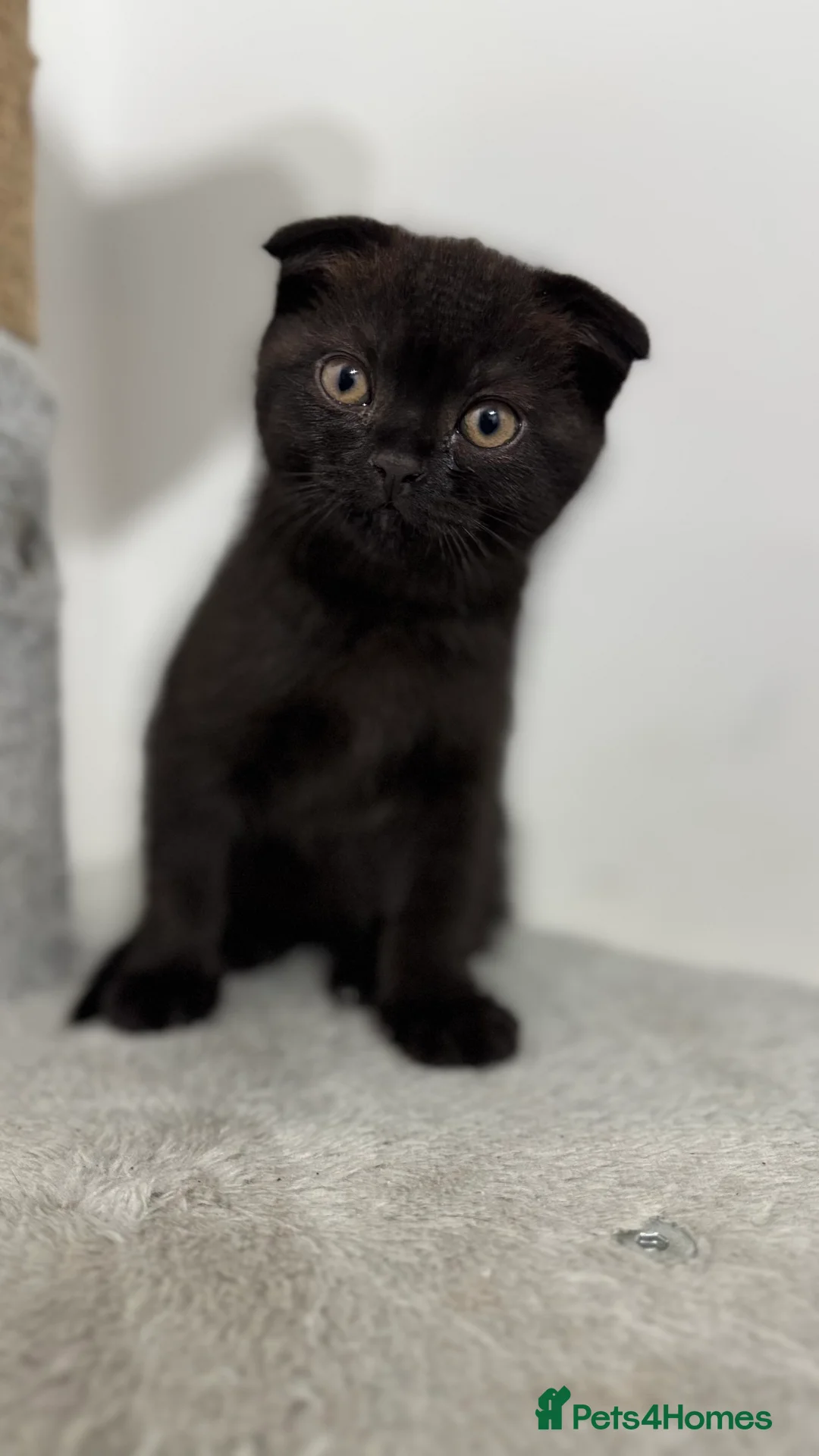 British Shorthair cats for sale: British Shorthair in Isleworth - Advert 2