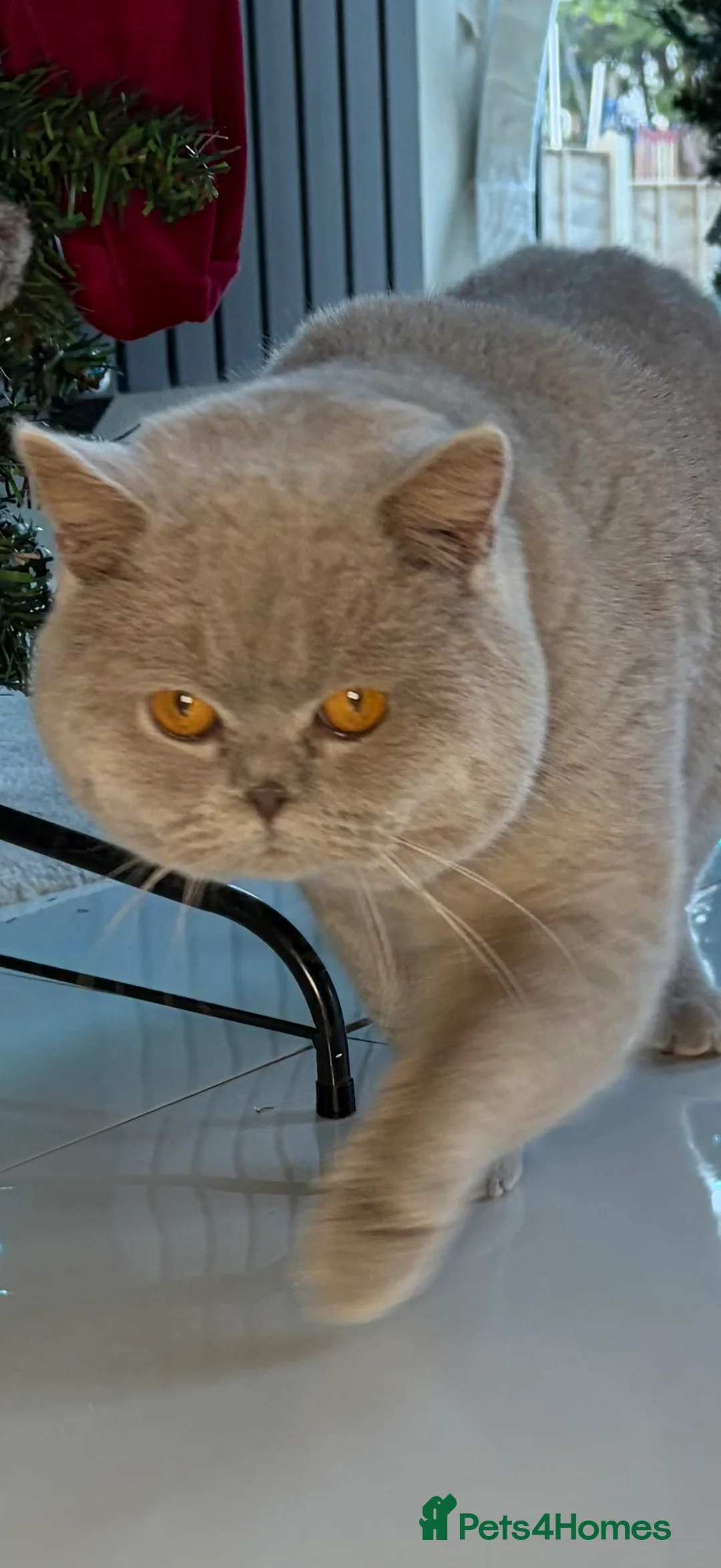 British Shorthair cats for stud: Thorn Stud duties only just 2 years old - Advert 1