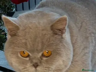 British Shorthair cats Thorn Stud duties only just 2 years old - Advert 1