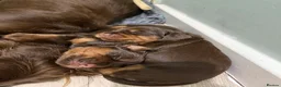 Sprocker dogs for sale: Last beautiful girl choc and tan Sprocker  - Advert 27