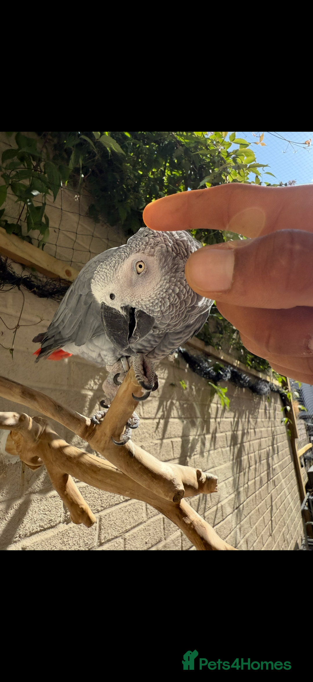 Parrots birds for sale: Friendly tame recall trained African grey  - Advert 2