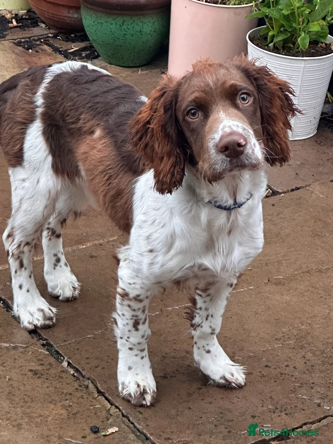 English Springer Spaniel dogs for stud: English Springer Male for Stud - Advert 7
