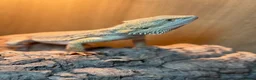 Bearded Dragon reptiles for sale: 1 Year Old Bearded Dragon with Full 4ft Setup - Advert 3