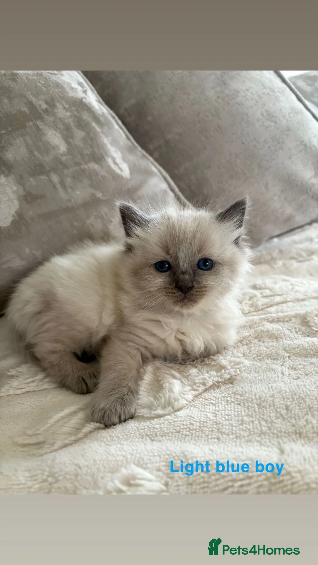 Ragdoll cats for sale: 5 Ragdoll Kittens 🐾  - Advert 7