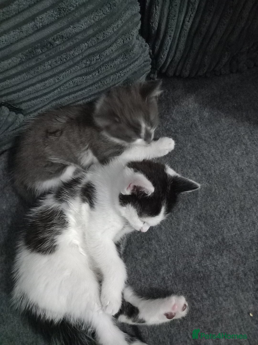 British Shorthair cats for sale: Kittens  for sale - Image 3