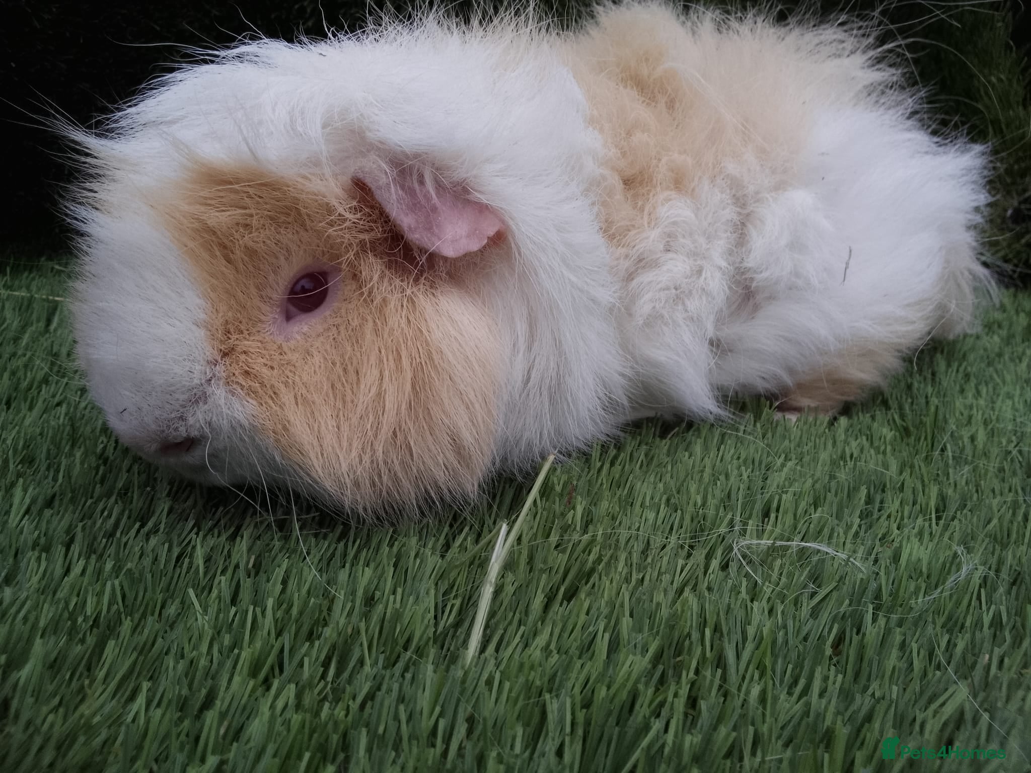 Guinea Pig rodents Male guinea pigs  - Advert 16