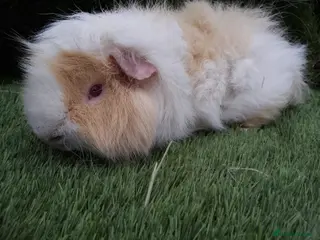 Guinea Pig rodents Male guinea pigs - Advert 16