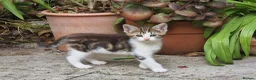 Mixed Breed cats for sale: Two gorgeous kittens looking for homes in Frome - Advert 6