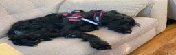 Mixed Breed dogs for sale: Female cross breed 4 yrs old in Newhaven - Advert 5