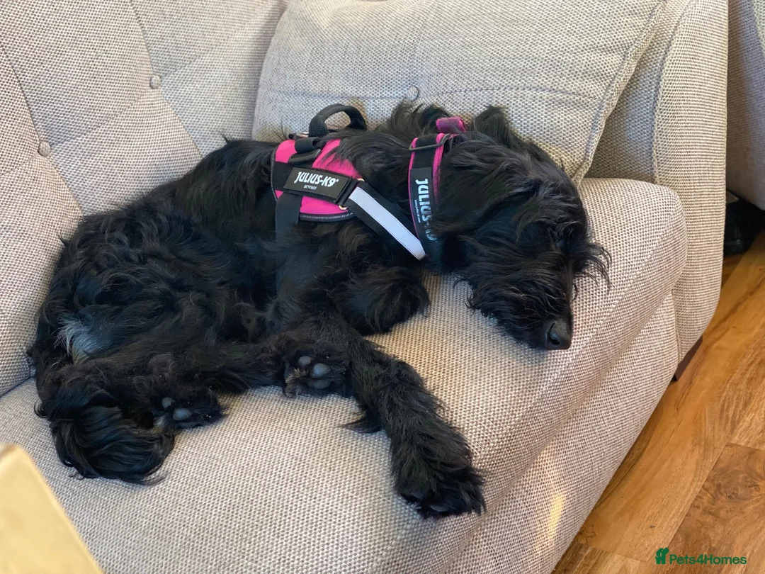 Mixed Breed dogs for sale: Female cross breed 4 yrs old in Newhaven - Advert 5