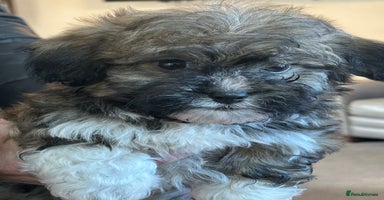 Havanese dogs Three beautiful Havanese  - Advert 12