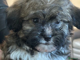 Havanese dogs Three beautiful Havanese - Advert 1