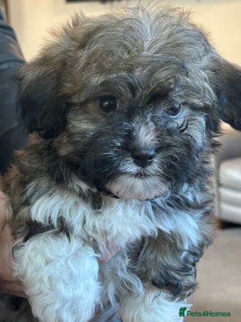 Havanese dogs Three beautiful Havanese - Advert 2