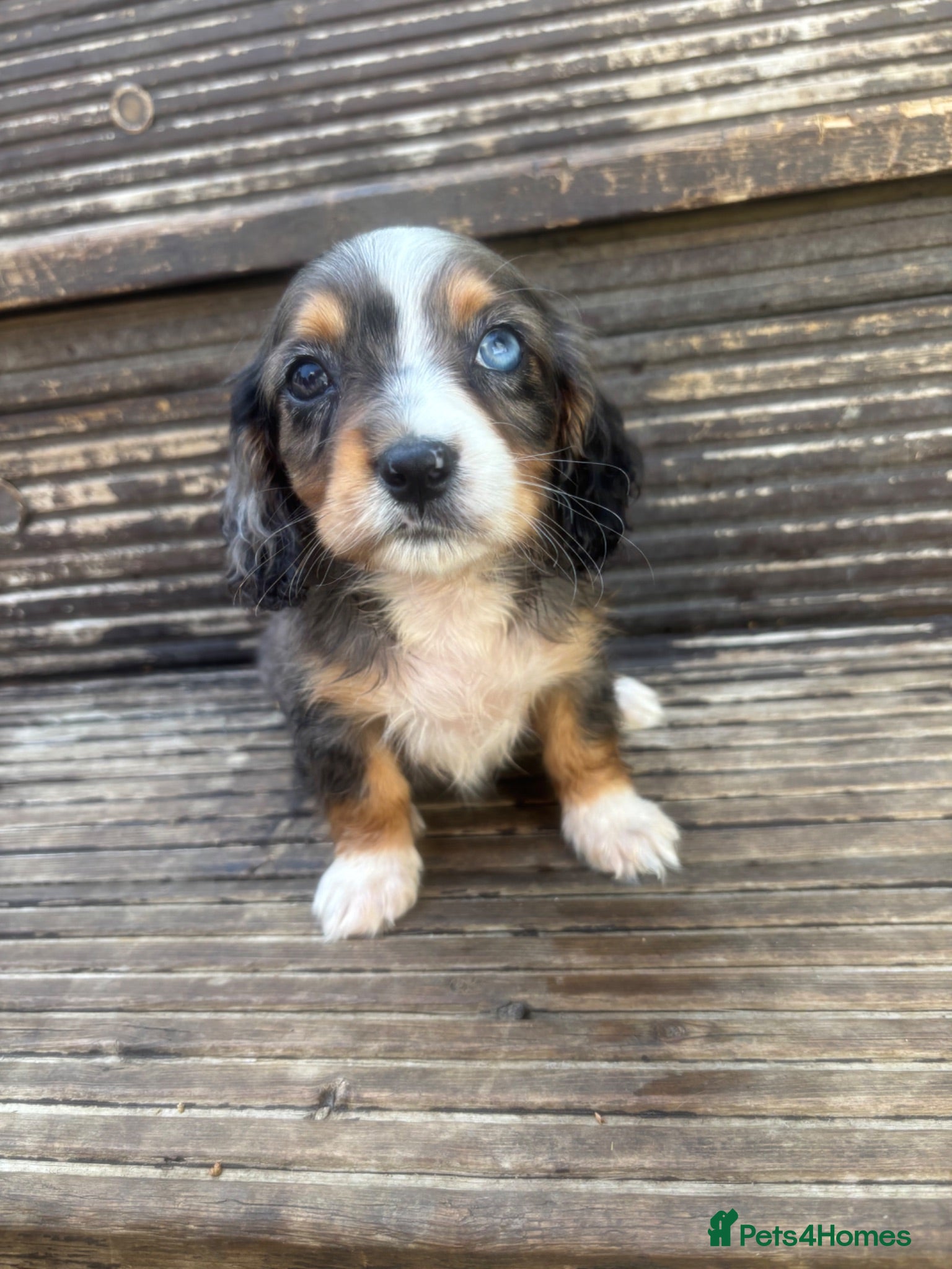 Mixed Breed dogs DASHALIER PUPPIES Cavalier X dachshund - Advert 2