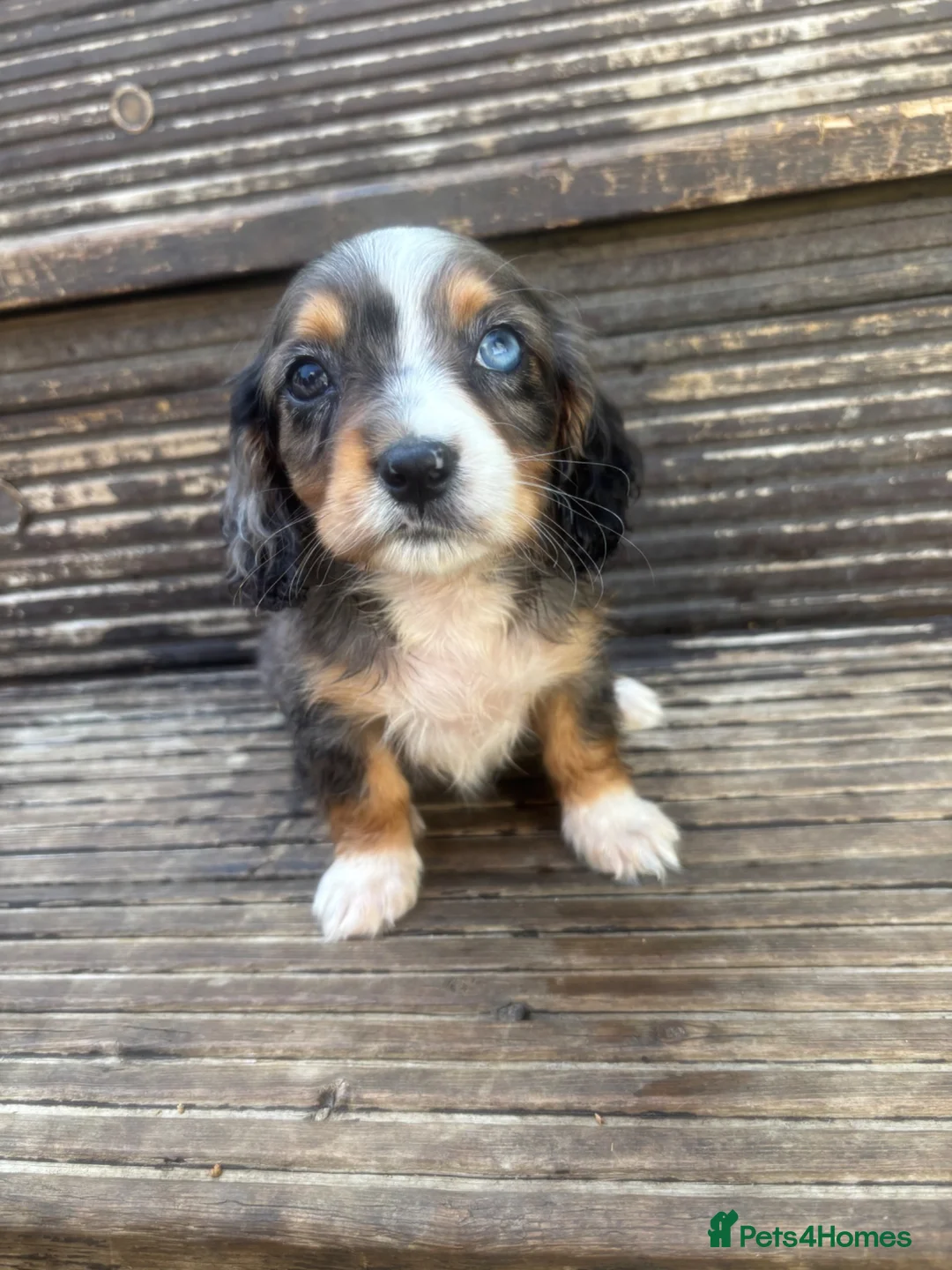 Mixed Breed dogs for sale: DASHALIER PUPPIES Cavalier X dachshund in Saffron Walden - Advert 1