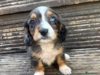Mixed Breed dogs DASHALIER PUPPIES Cavalier X dachshund - Advert 4