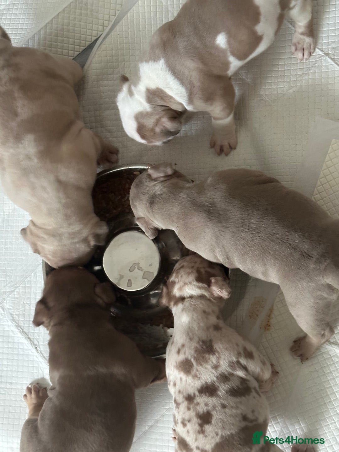 American Bully dogs for sale: 4 pocket bully’s  - Advert 3