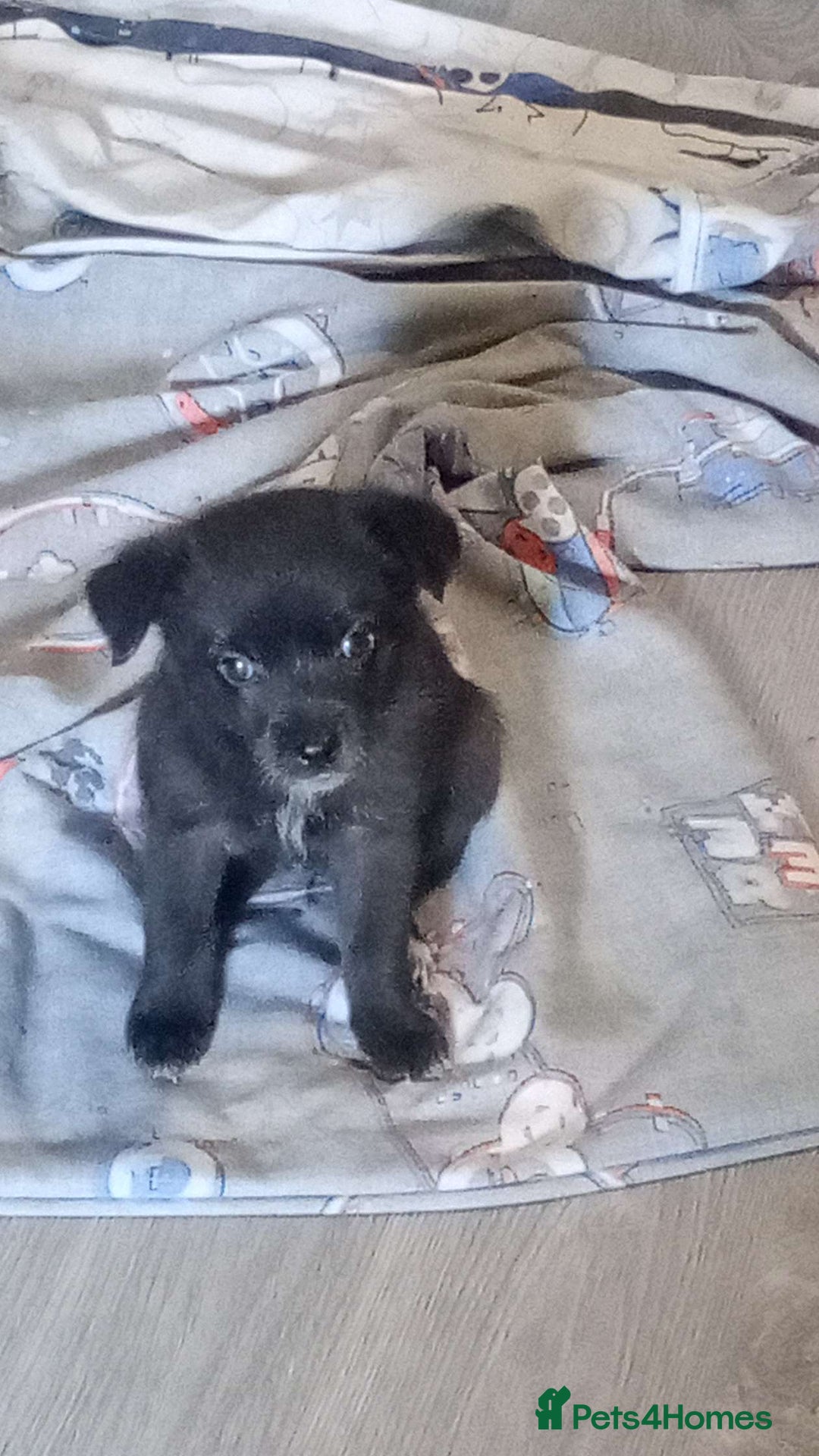 Mixed Breed dogs for sale: 🐾 Adorable Jackaranian Puppies  🐾 - Image 5