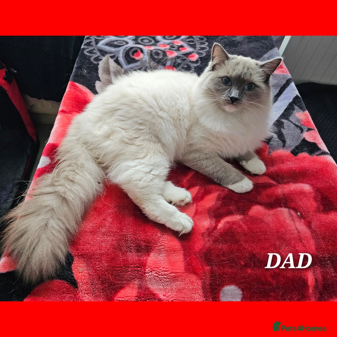 Ragdoll cats for sale: Ragdoll kittens😻🩵💜4 Girls and 1 Boy🙀 - Image 12