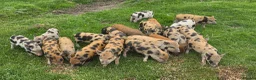 Pig livestock for sale: Minature Piglets (Juliana x Mini KuneKune) - Advert 4