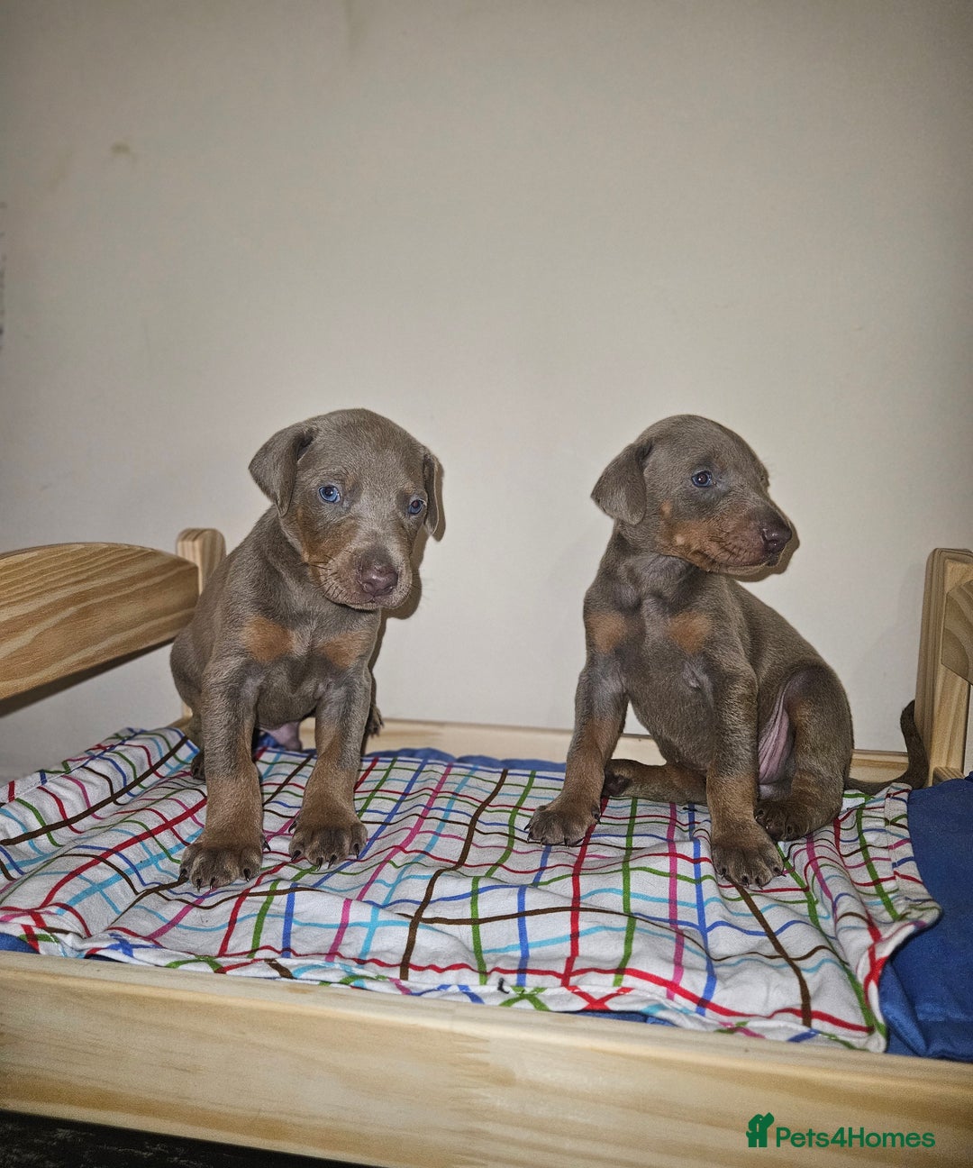 Dobermann dogs for sale: International Champ Bloodlines Pups Ready 25th DEC - Advert 12