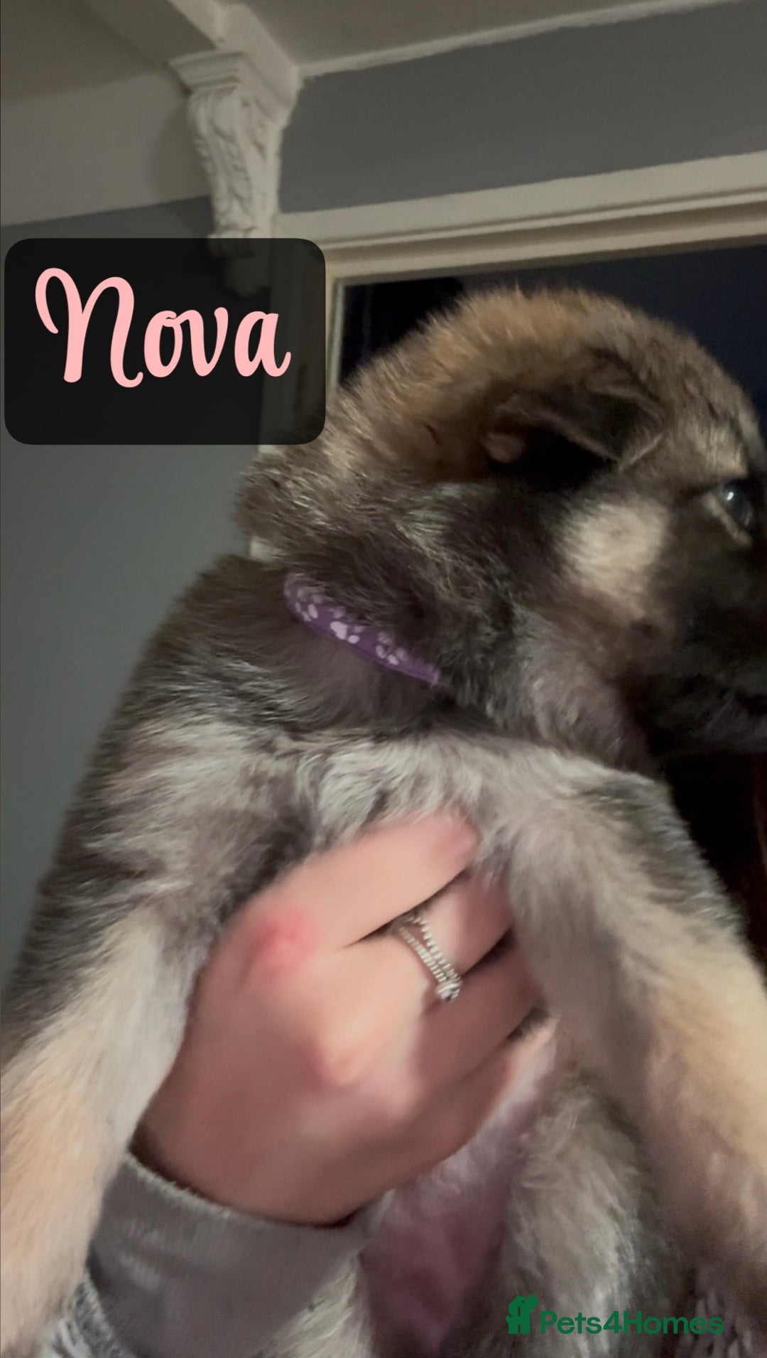 Shepsky dogs for sale: 9 beautiful Shepsky puppies in Doncaster - Advert 24