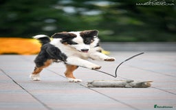 Australian Shepherd dogs for sale: Australian shepherd  - Image 6