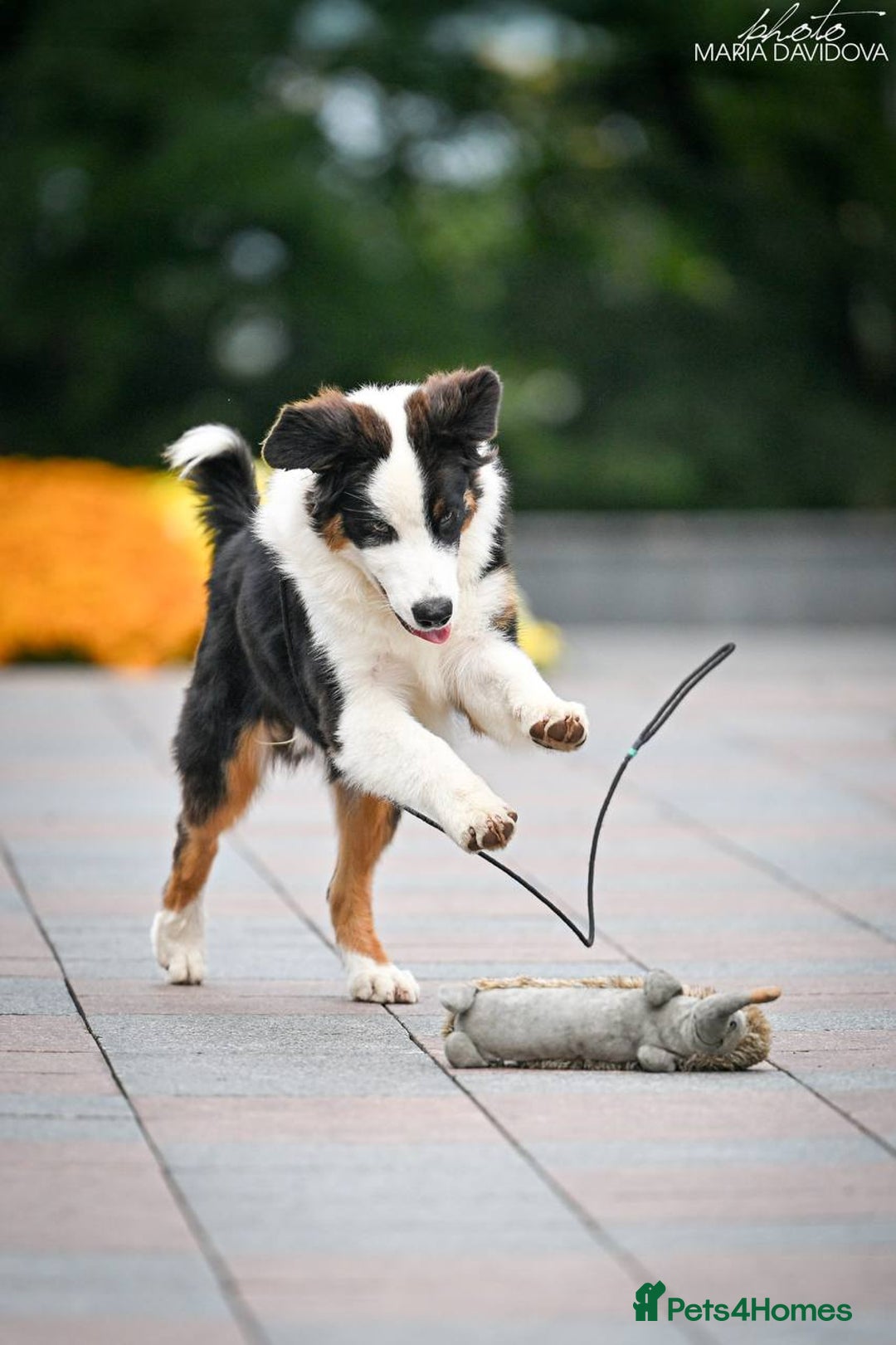 Australian Shepherd dogs for sale: Australian shepherd  - Image 6