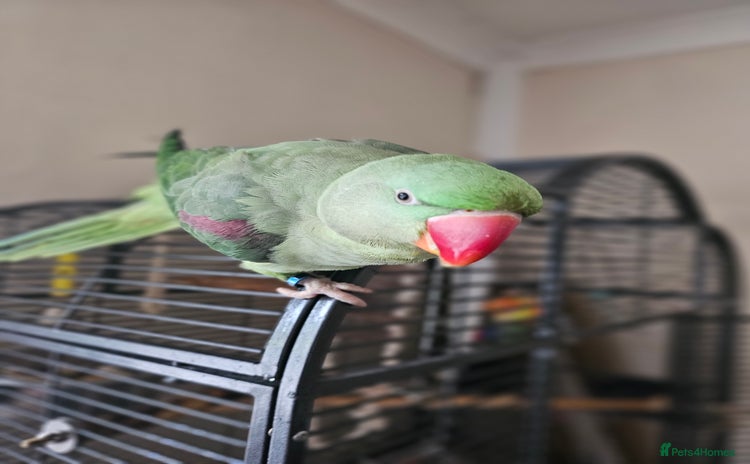 Parrots birds - Advert 1