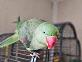 Parrots birds - Advert 1