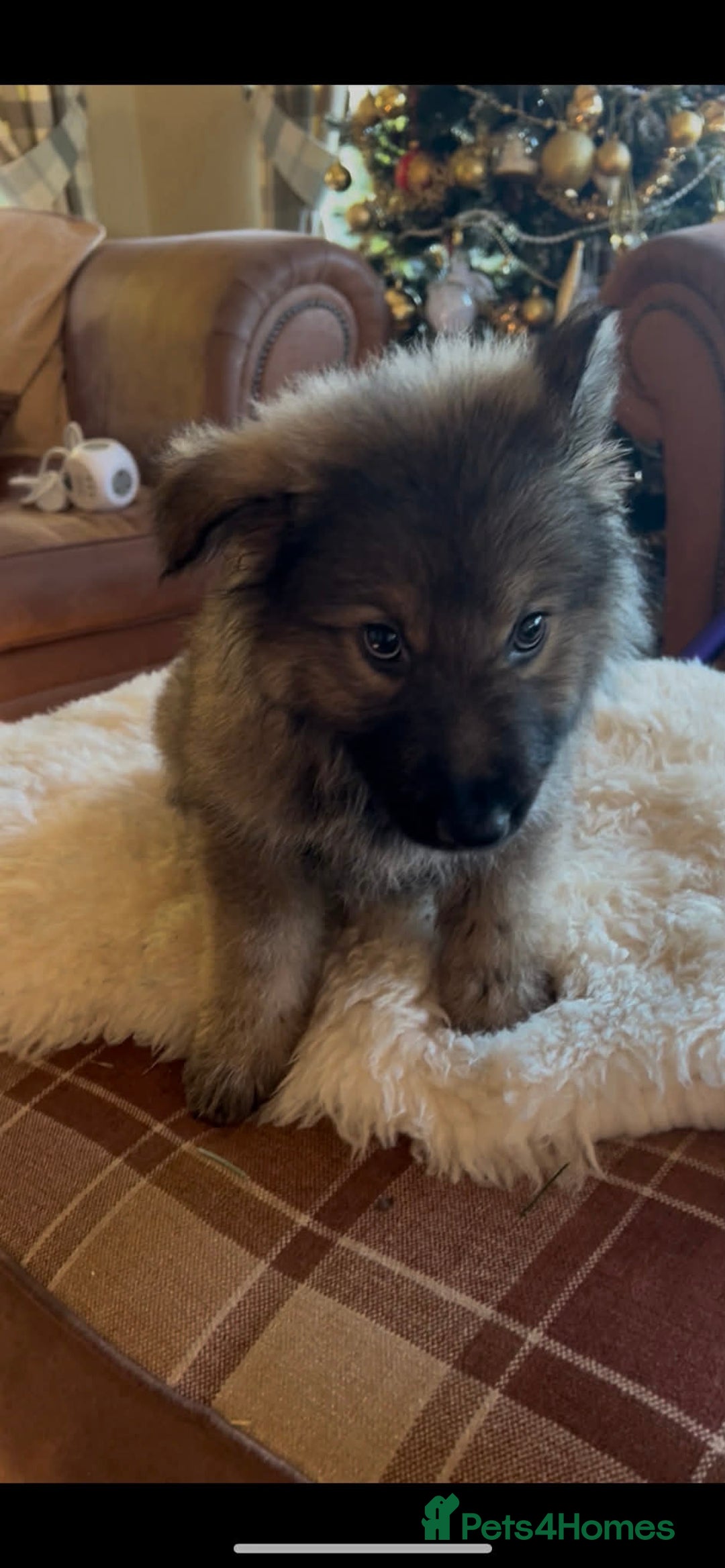 German Shepherd dogs for sale: Stunning German Shepherd Puppies - Advert 4