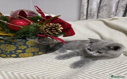 British Shorthair cats for sale:  Gorgeous BRITISH SHORTHAIR MALE  - Advert 10