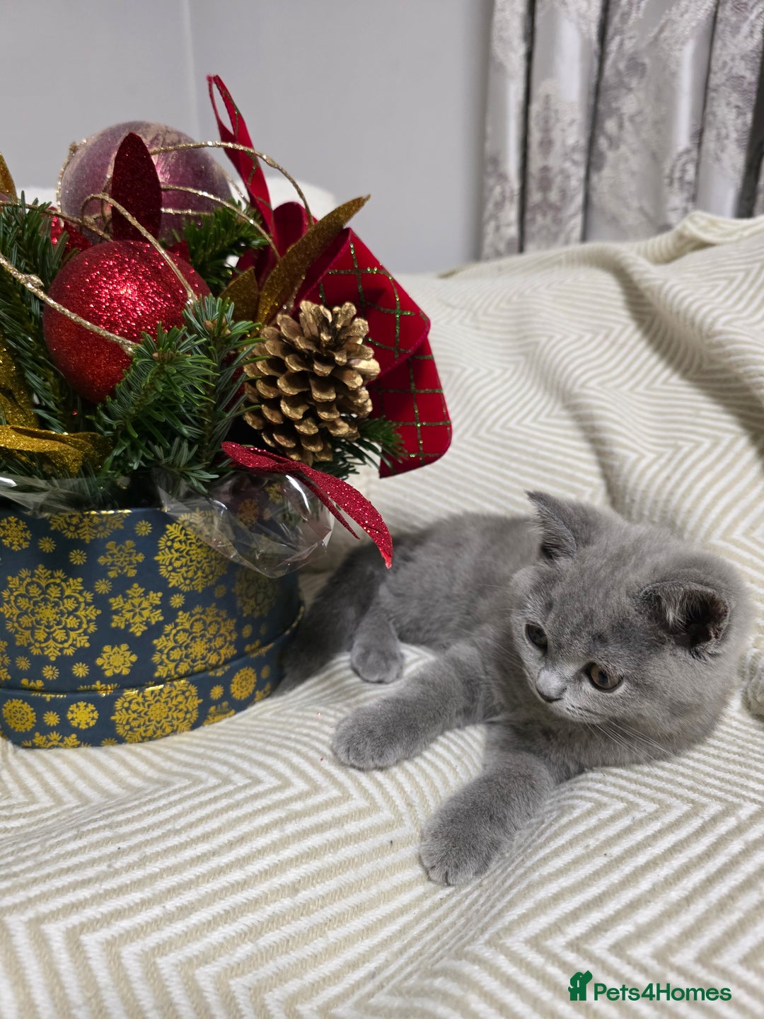 British Shorthair cats for sale:  Gorgeous BRITISH SHORTHAIR MALE  - Advert 10