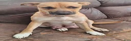 Mixed Breed dogs for sale: 9 mixed breed puppies in Salisbury - Advert 27