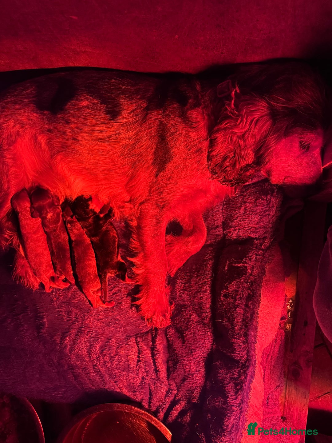 Cocker Spaniel dogs for sale: Show type boys   - Advert 2